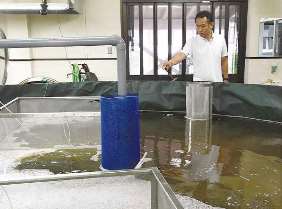 自社設計した水槽で育つクルマエビに餌やりをする佐藤社長＝いずれも関市板取で