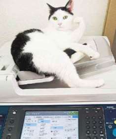 出勤した社員がオフィスに連れてきた猫＝東京都中央区で（ファーレイ提供）