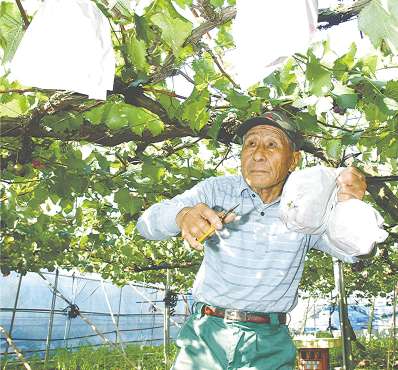 紙袋をかぶせた種なし巨峰を収穫する南谷茂夫さん＝新城市日吉で