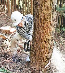 チェーンソーでスギを切り倒す筆者＝大台町下真手で
