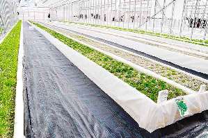 障害者が働く「わーくはぴねす農園」のビニールハウス＝豊明市沓掛町で（市提供）