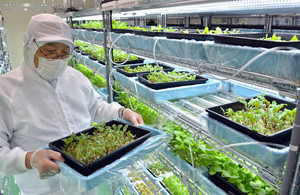 大堀研磨工業所が野菜工場で栽培しているベビーリーフ＝各務原市蘇原寺島町で