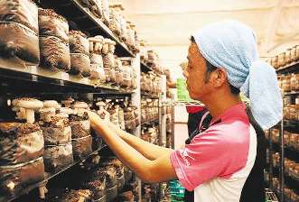 シイタケを収穫する中島さん＝岐阜県笠松町で