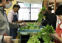 収穫したレタスを根切りする障害者たち＝三重県名張市南古山で