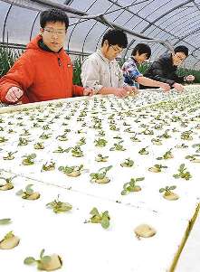 障害のある人と、コマツナの苗を世話する代表理事の萬成さん（左）と事務局長の小林弘樹さん（右奥）＝伊賀市長田で
