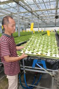 会社が運営する農場で、レタスの成長を確認する奥野祥弘さん