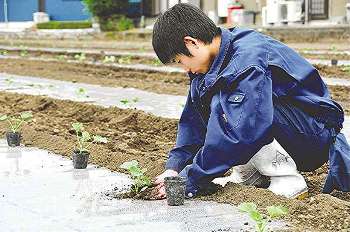 カリモリウリの苗を手植えする高校生＝美濃加茂市加茂野町で